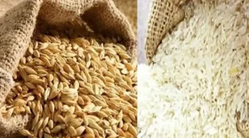 استقرار ملحوظ في أسعار طن الأرز الشعير داخل الأسواق المحلية اليوم الثلاثاء